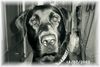 Labrador Retriever Foto: Unser Bourbon (ID 6886) Labrador Retriever Hund