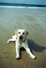 Labrador Retriever Foto: Ich liebe das Meer so sehr... (ID 17846) Labrador Retriever Hund