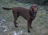 Labrador Retriever Foto: Unser Tango, der XXL-Labbi (ID 9495) Labrador Retriever Hund