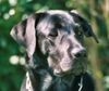 Labrador Retriever Foto (ID 12963) Labrador Retriever Hund