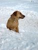 Labrador Retriever Foto: Blue im Schnee 12.02.2006 (ID 29568) Labrador Retriever Hund