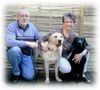 Labrador Retriever Hund