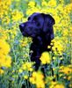 Labrador Retriever Foto: Dies ist unser Timmy, das Bild wurde vor ein paar Tagen bei einem Ausritt zu Pferd aufgenommen (ID 4174) Labrador Retriever Hund