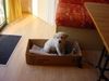 Labrador Retriever Foto: Das ist Giovanni!! (ID 32747) Labrador Retriever Hund
