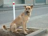 Labrador Retriever Hund