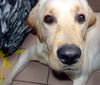 Labrador Retriever Foto: Was geht?! (ID 7924) Labrador Retriever Hund