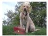 Labrador Retriever Hund