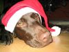 Labrador Retriever Foto: Weihnachtselli (ID 8557) Labrador Retriever Hund