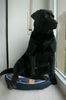 Labrador Retriever Foto: Joy, 2 Jahre am Strand (ID 29566) Labrador Retriever Hund