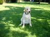 Labrador Retriever Foto: Igor (ID 17420) Labrador Retriever Hund