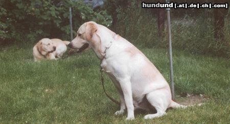Labrador Retriever Hunde Foto 8887 Labrador Retriever gleich beginnt das hundetraining