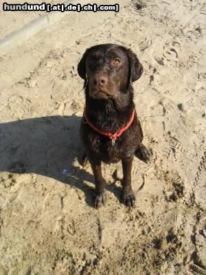 Labrador Retriever Hunde Foto 15999 Labrador Retriever mein Rettungshund
