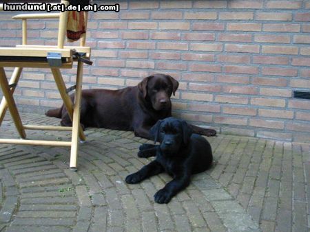 Labrador Retriever Flint en Bram