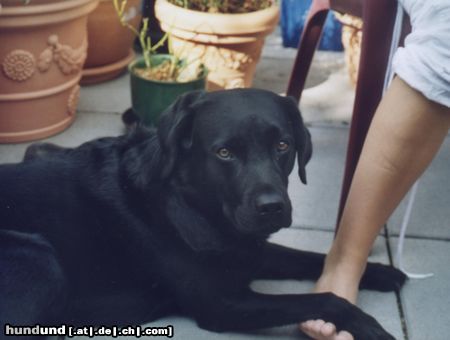 Labrador Retriever meine unvergessliche sassja
