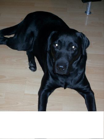 Labrador Retriever Hunde Foto 34551 in höherer Auflösung ansehen Labrador Retriever unser Bendit 15 Mon. alt