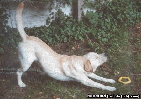 Labrador Retriever Hunde Foto 5183 Labrador Retriever Franjo