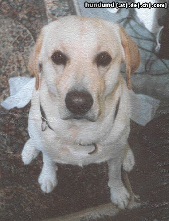 Labrador Retriever Franjo