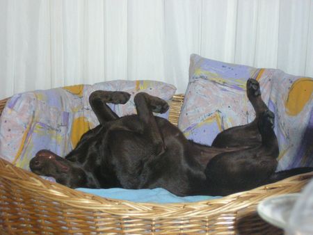 Labrador Retriever Hunde Foto 31502 in höherer Auflösung ansehen Labrador Retriever schnarch