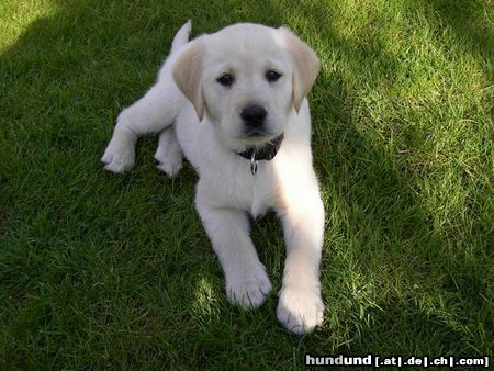 Labrador Retriever Unsere Sky