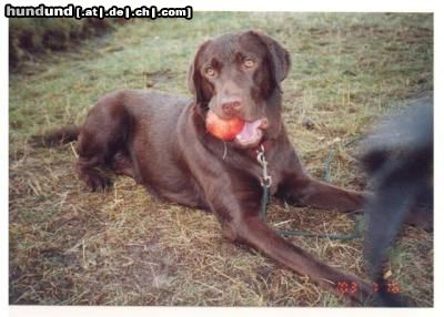 Labrador Retriever Hunde Foto 16000 Labrador Retriever Spanferkel