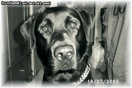 Labrador Retriever Hunde Foto 6886 Labrador Retriever Unser Bourbon