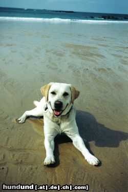 Labrador Retriever Hunde Foto 17846 in höherer Auflösung ansehen Labrador Retriever Ich liebe das Meer so sehr...
