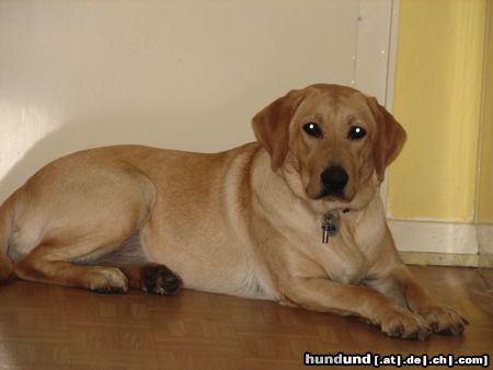 Labrador Retriever Hunde Foto 25676 in höherer Auflösung ansehen Labrador Retriever Unsere Sunny mit 10 Monaten