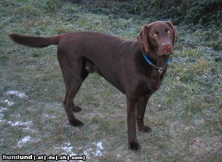 Labrador Retriever Hunde Foto 9495 Labrador Retriever Unser Tango, der XXL-Labbi