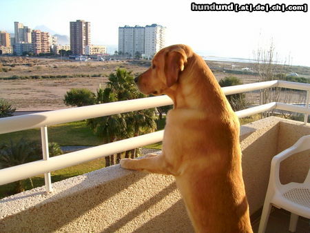 Labrador Retriever Hunde Foto 25282 Labrador Retriever tolle Aussicht