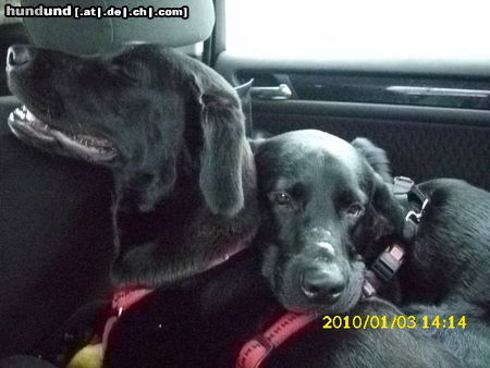 Labrador Retriever Lina (rot) und Benji