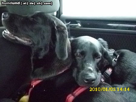 Labrador Retriever Hunde Foto 46278 Labrador Retriever Lina (rot) und Benji
