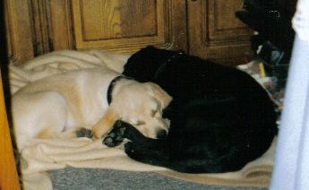 Labrador Retriever Hunde Foto 34708 Labrador Retriever Geschwisterliebe Falco & Silvester
