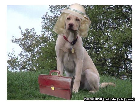 Labrador Retriever weg zum meeting