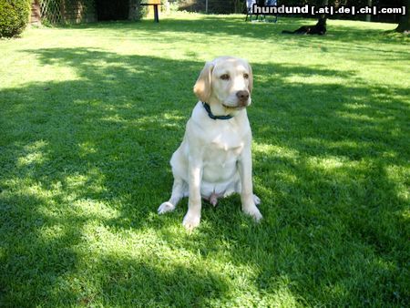 Labrador Retriever Igor