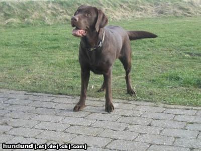 Labrador Retriever Hunde Foto 16001 Labrador Retriever nun wirf schon