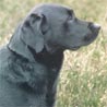 Labrador Retriever Labrador Retriever