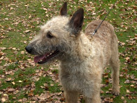 Laekenois Shepherds Dogmate Zoraxson cisse