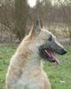 Laekenois Foto: Yentl (ID 19074) Laekenois Hund