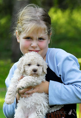 Lagotto Romagnolo Hunde Foto 34756 in höherer Auflösung ansehen Lagotto Romagnolo Lagotti aus dem Zwinger Comes Cordis