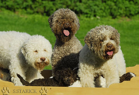 Lagotto Romagnolo Hunde Foto 34757 in höherer Auflösung ansehen Lagotto Romagnolo Lagotti aus dem Zwinger Comes Cordis