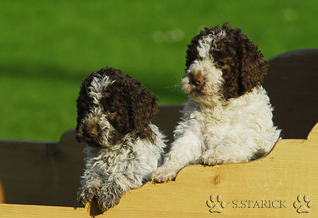Lagotto Romagnolo Hunde Foto 34758 in höherer Auflösung ansehen Lagotto Romagnolo Lagotti aus dem Zwinger Comes Cordis