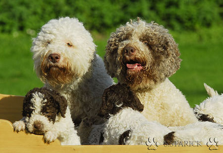 Lagotto Romagnolo Lagotti aus dem Zwinger Comes Cordis