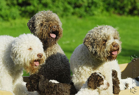 Lagotto Romagnolo Lagotti aus dem Zwinger Comes Cordis