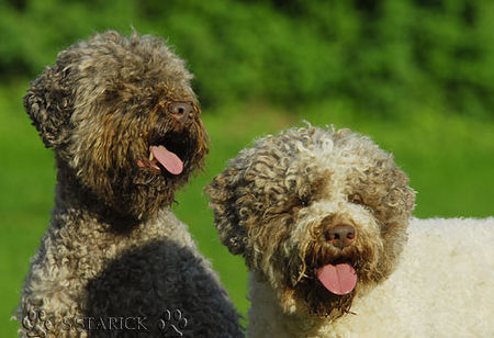 Lagotto Romagnolo Lagotti aus dem Zwinger Comes Cordis