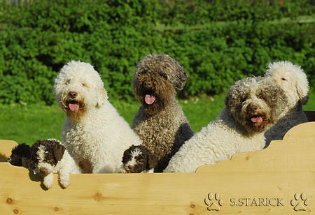 Lagotto Romagnolo Lagotti aus dem Zwinger Comes Cordis