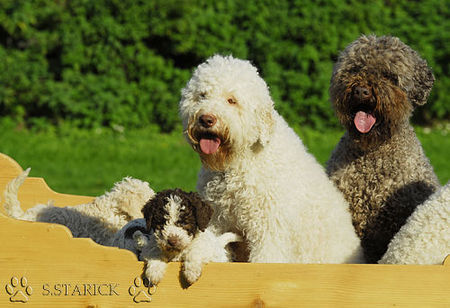Lagotto Romagnolo Hunde Foto 34764 in höherer Auflösung ansehen Lagotto Romagnolo Lagotti aus dem Zwinger Comes Cordis