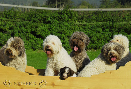 Lagotto Romagnolo Lagotti aus dem Zwinger Comes Cordis