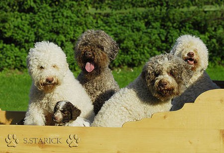 Lagotto Romagnolo Lagotti aus dem Zwinger Comes Cordis