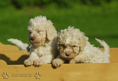 Lagotto Romagnolo Lagotti aus dem Zwinger Comes Cordis