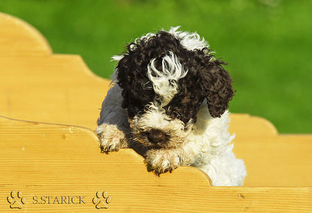 Lagotto Romagnolo Lagotti aus dem Zwinger Comes Cordis